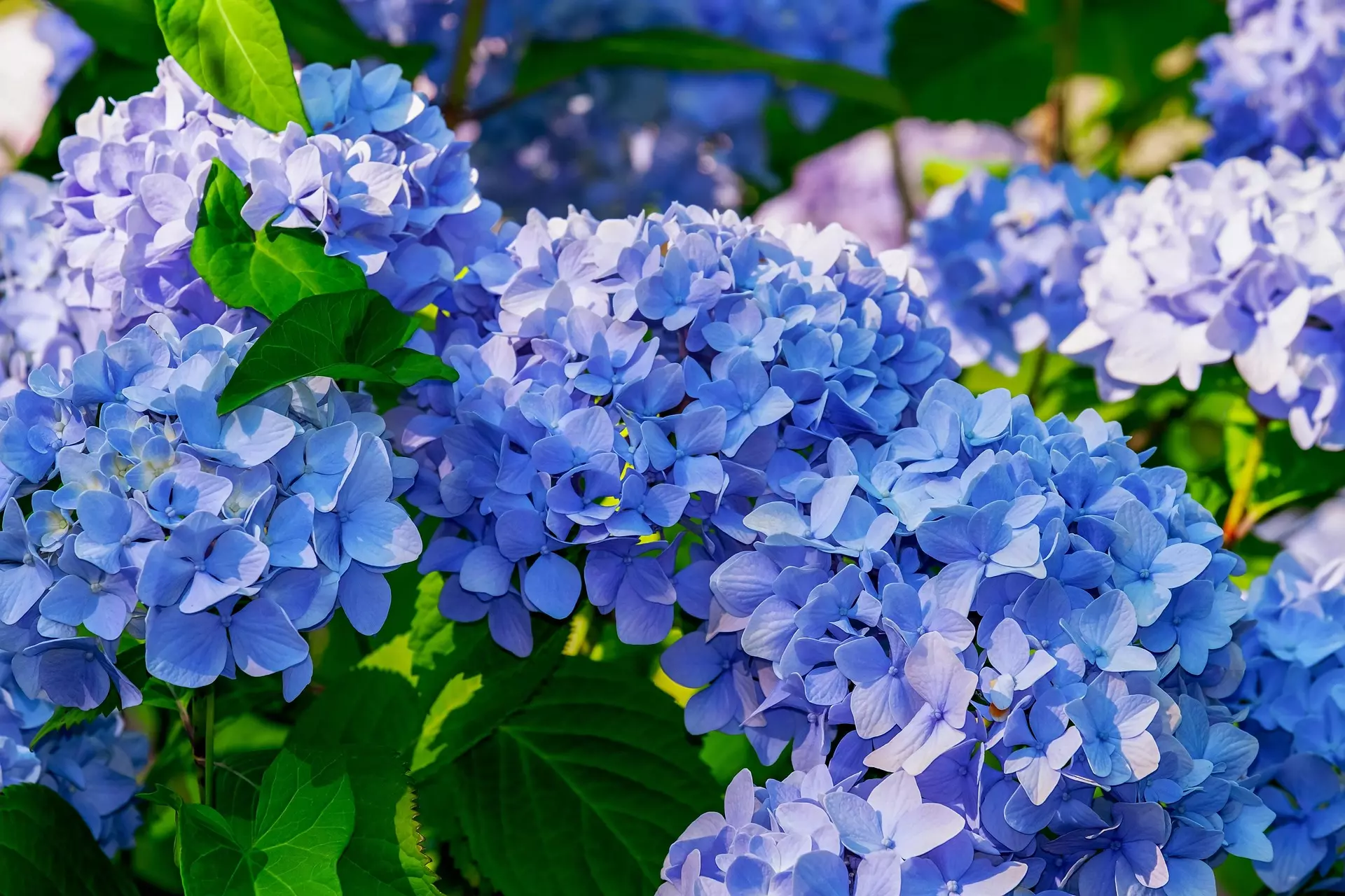 Hortensia bleue