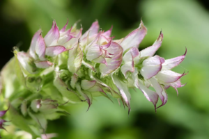 Sauge officinale