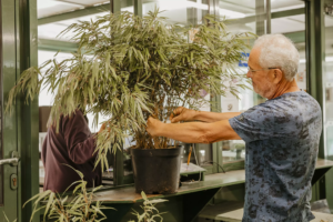 Location de plantes