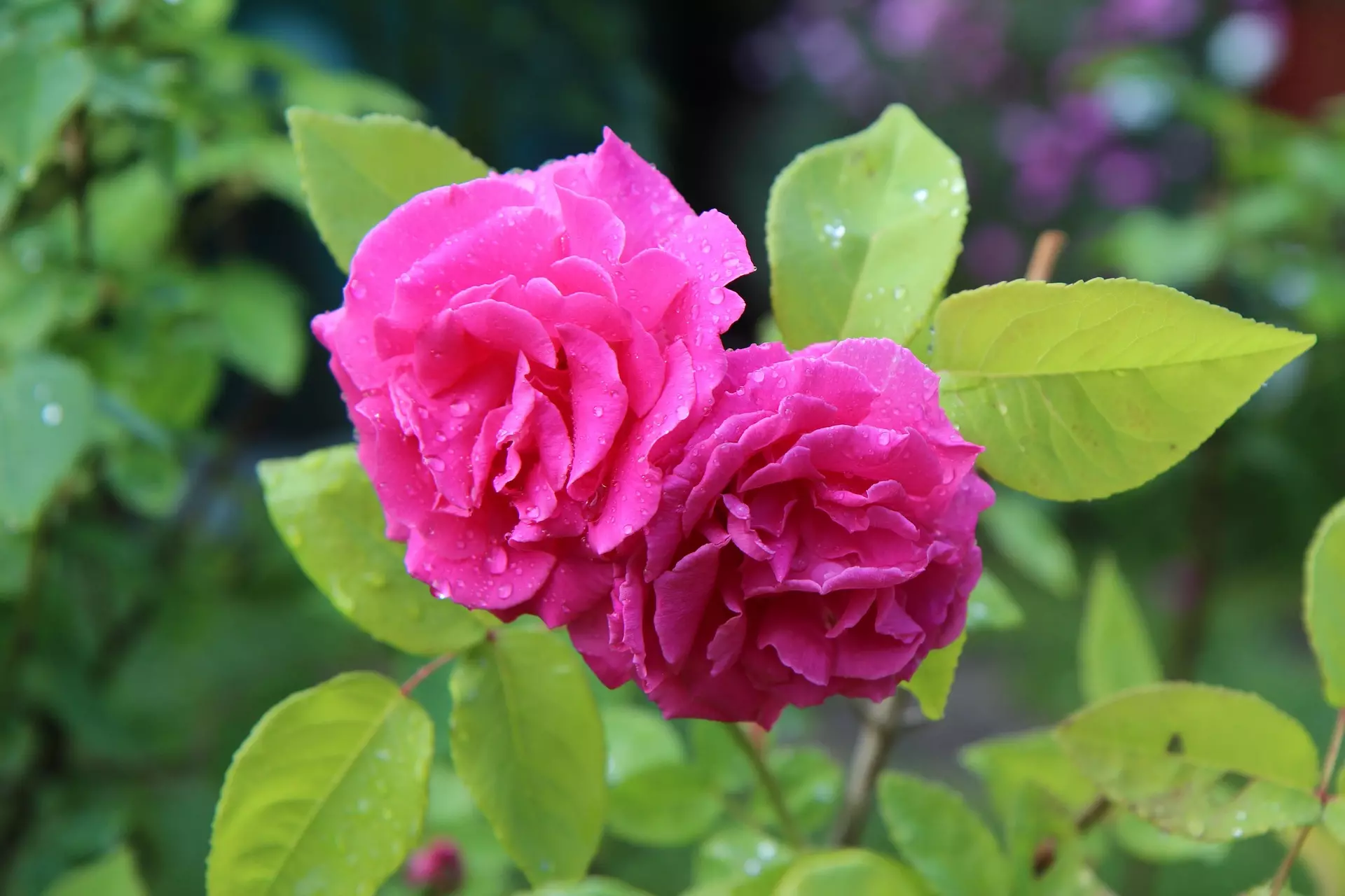 Rosier
